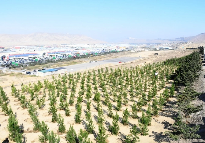 Bakıda növbəti ağacəkmə aksiyası keçirildi — FOTOLAR Bakıda növbəti ağacəkmə aksiyası keçirildi — FOTOLAR