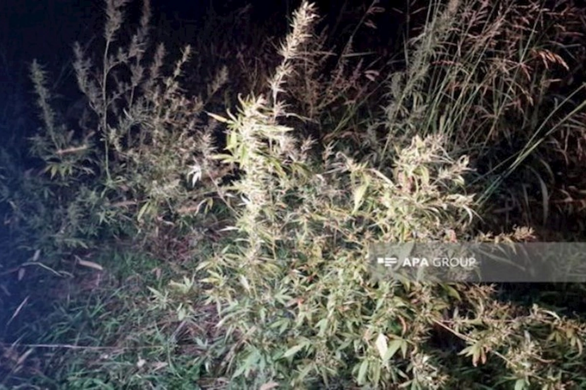 Xocalının daha bir kəndində narkotik plantasiyası aşkarlanıb — FOTO