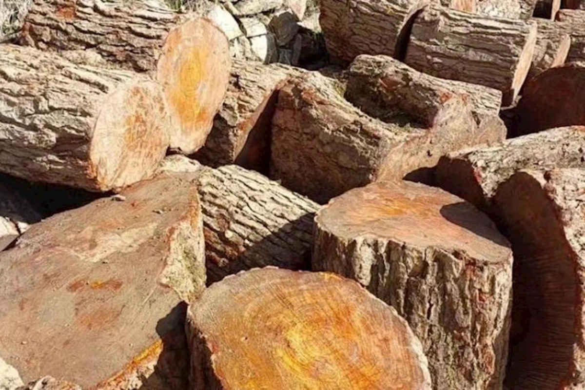Lerikdə qanunsuz əldə edilmiş meşə materialı aşkarlandı