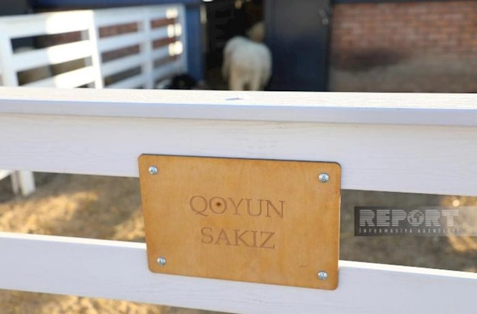 Laçındakı keçi fermasından — REPORTAJ Laçındakı keçi fermasından — REPORTAJ