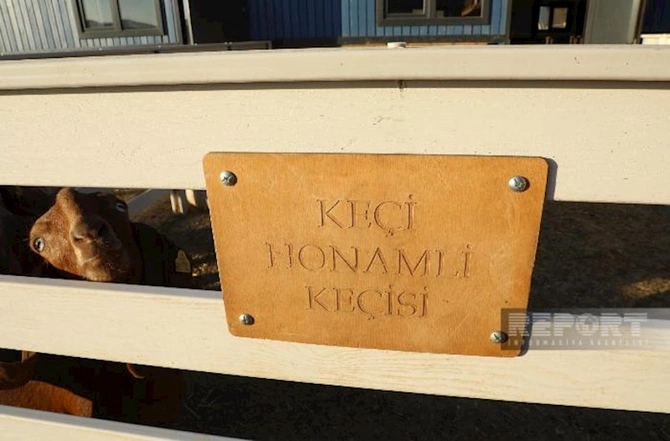 Laçındakı keçi fermasından — REPORTAJ Laçındakı keçi fermasından — REPORTAJ