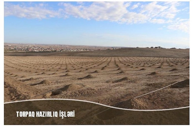 Müşfiqabadda son bir ayda 16 mindən artıq ağac əkilib — FOTOLAR Müşfiqabadda son bir ayda 16 mindən artıq ağac əkilib — FOTOLAR