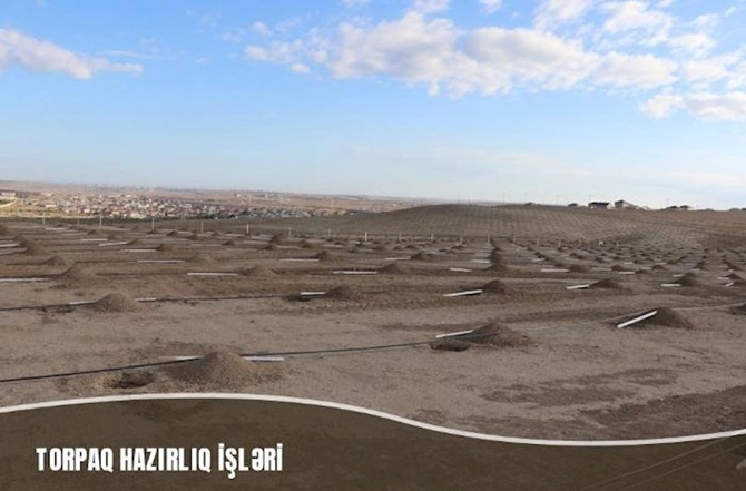 Müşfiqabadda son bir ayda 16 mindən artıq ağac əkilib — FOTOLAR Müşfiqabadda son bir ayda 16 mindən artıq ağac əkilib — FOTOLAR