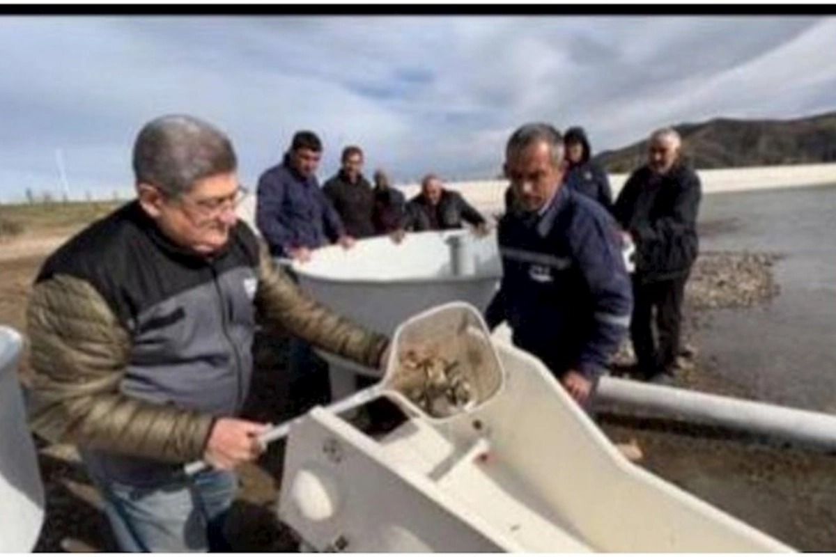 Xaçınçay su anbarına balıq körpələri buraxılıb