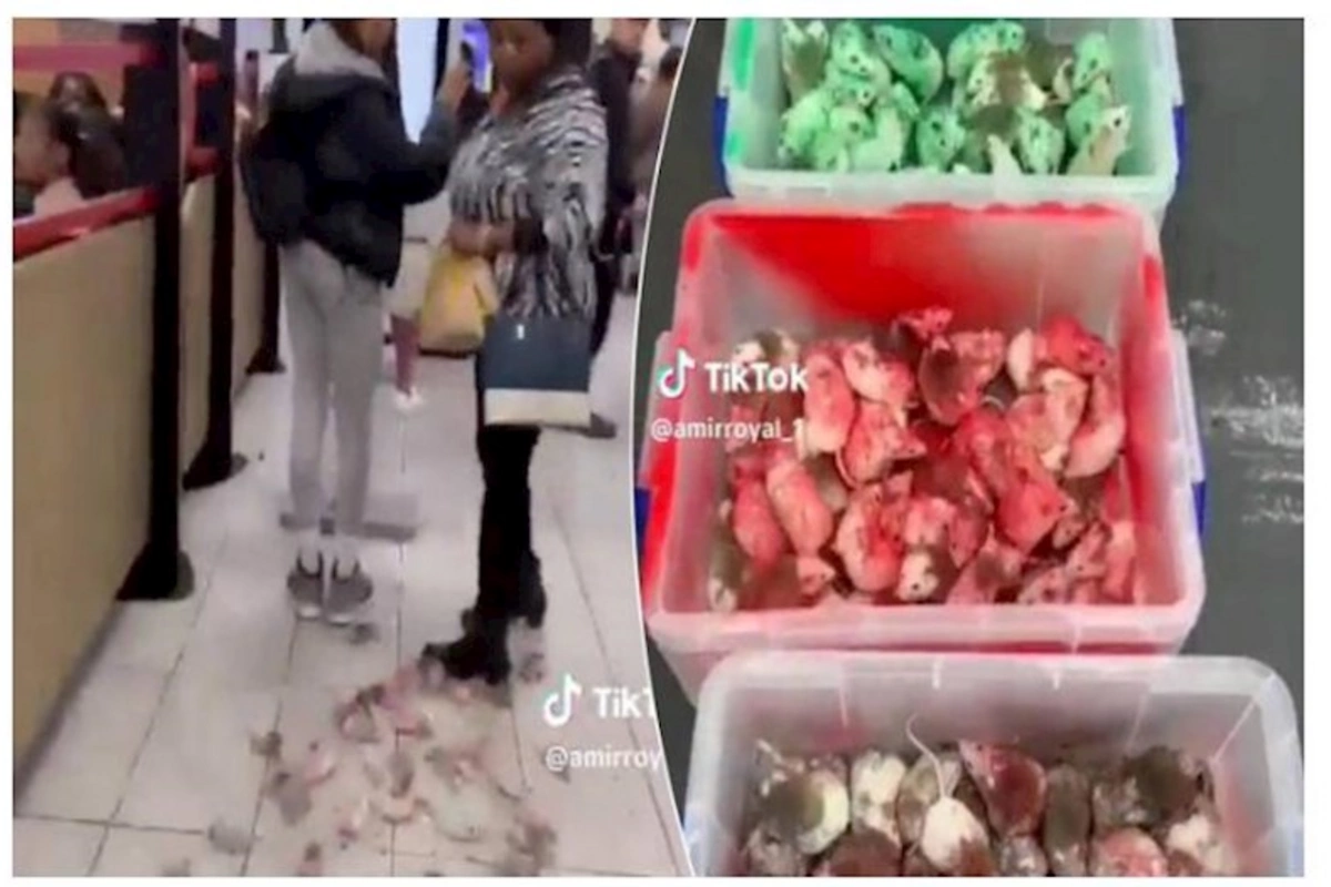 “McDonald’s”a Fələstin bayrağı rəngində siçanlar buraxıldı — VİDEO