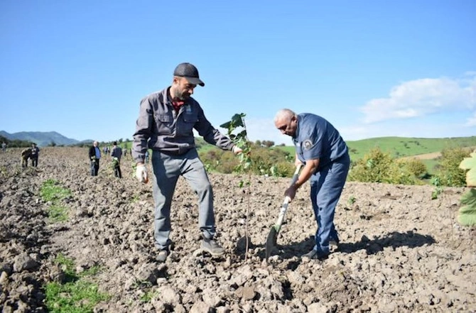 Zəfər bayramı ərəfəsində 60 mindən çox ağac əkilib — FOTOLAR