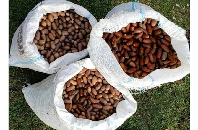 Meşə fondu torpaqlarında 1 milyondan artıq ağac əkilib