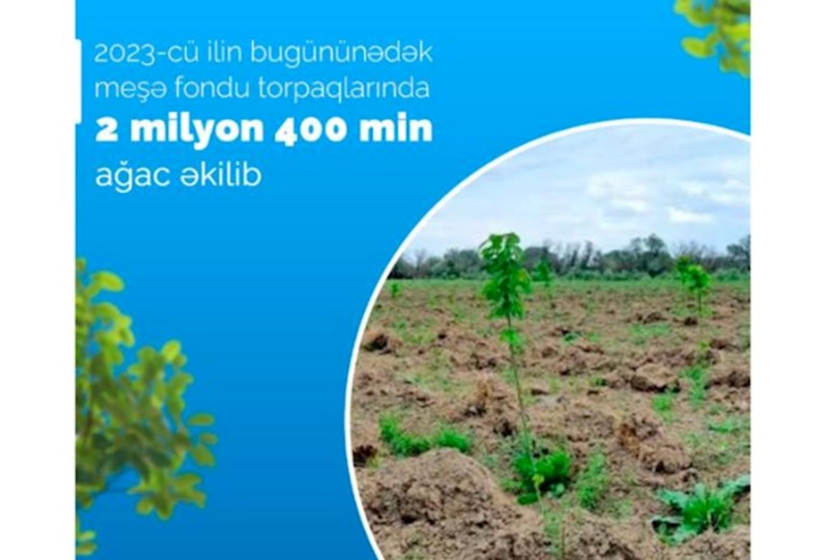Bu il meşə fondu torpaqlarında 2 milyon 400 min ağac əkilib