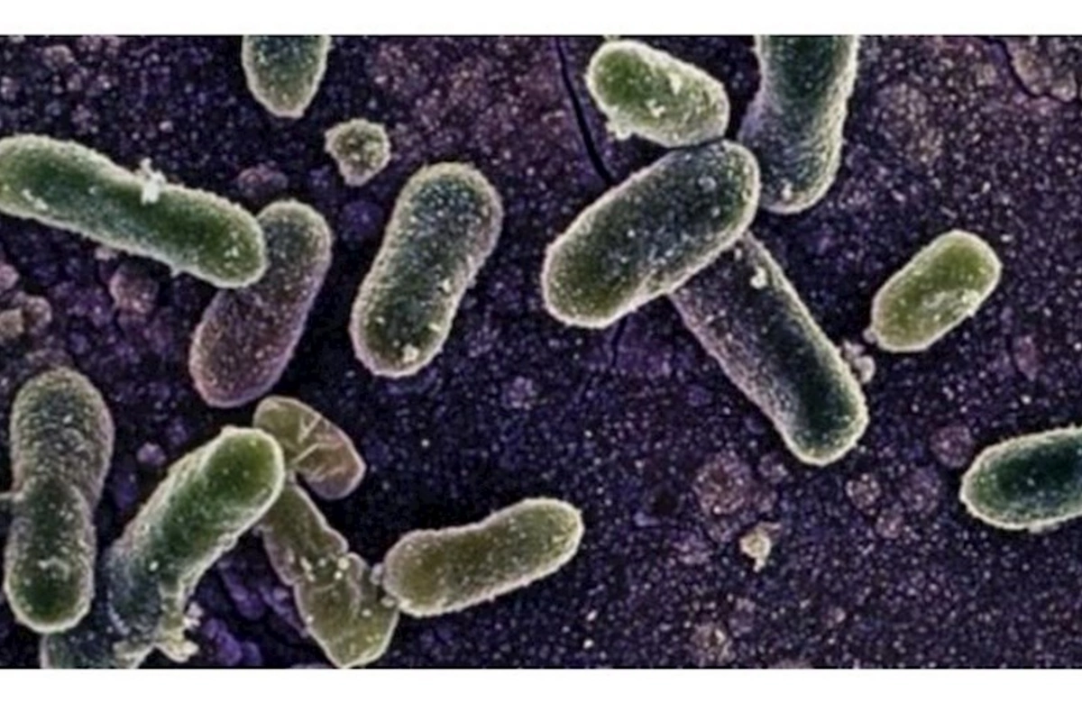 Bu epidemiya 8 nəfərin ölümünə səbəb oldu