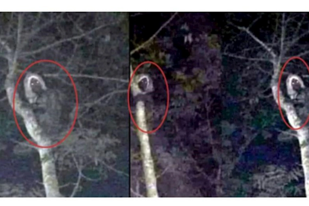 Meksika prezidenti “ruhani varlığ”ın şəklini paylaşdı — FOTO