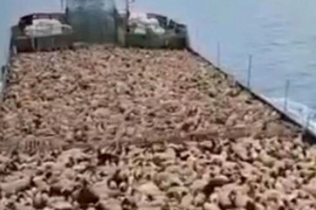 SEPAH-a bağlı mafiya dəstəsi qoyun-quzu qaçaqmalçılığı ilə məşğul olur — VİDEO