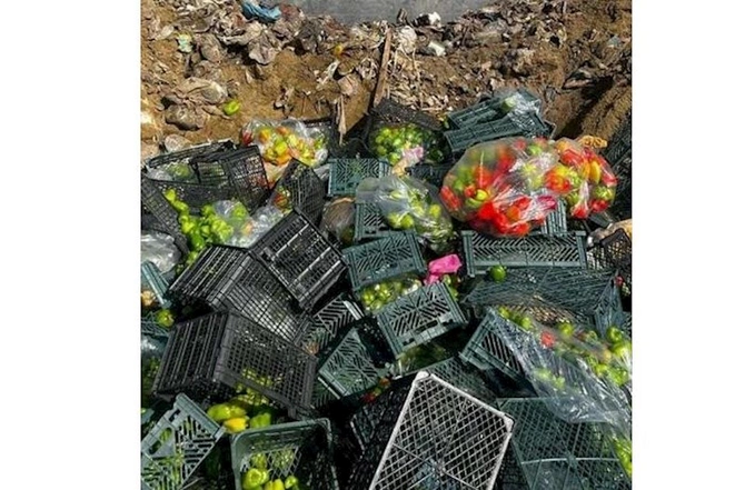 İrandan gətirilən portağal və bibərdə viruslar aşkarlandı — FOTO