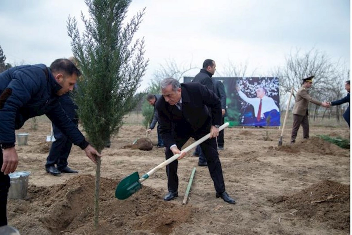 Heydər Əliyevin anadan olmasının 100 illiyi münasibətilə Salyanda ağacəkmə aksiyası keçirildi — FOTOLAR