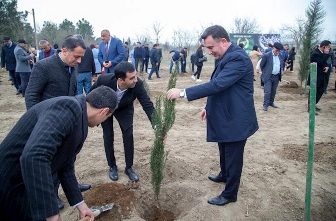 Salyanda ağacəkmə aksiyası keçirilib — FOTOLAR