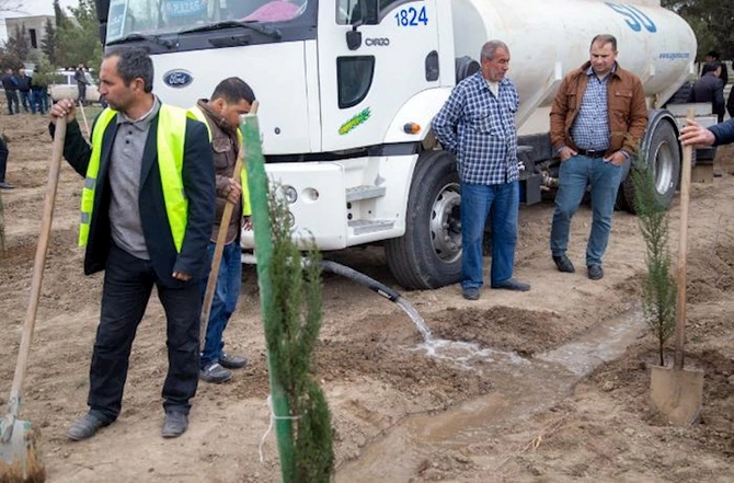 Salyanda ağacəkmə aksiyası keçirilib — FOTOLAR