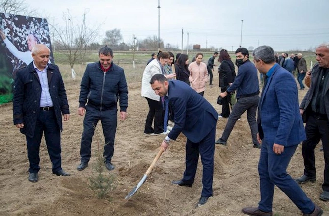 Salyanda ağacəkmə aksiyası keçirilib — FOTOLAR