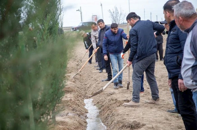 Salyanda ağacəkmə aksiyası keçirilib — FOTOLAR