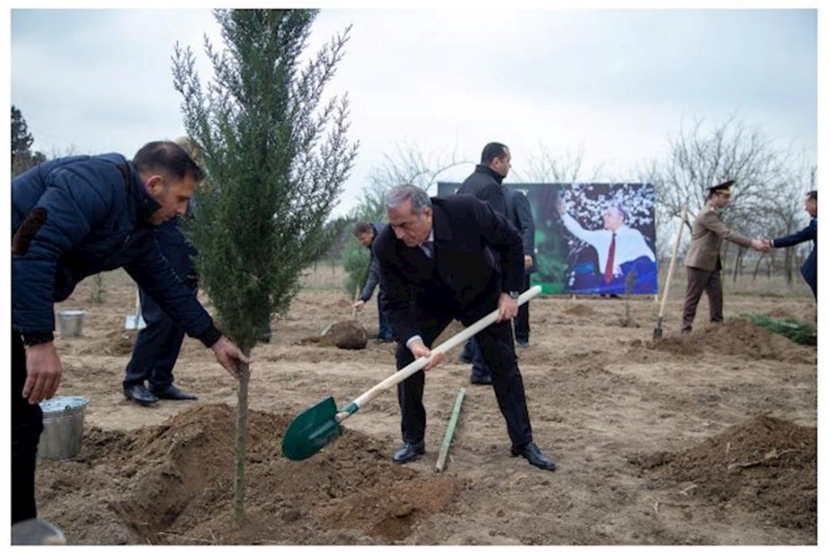 Salyanda ağacəkmə aksiyası keçirilib — FOTOLAR