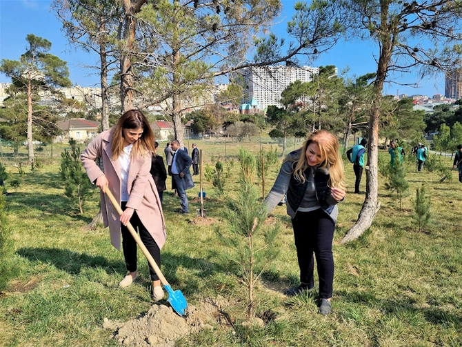 İpoteka və Kredit Zəmanət Fondu ağacəkmə aksiyası keçirdi — FOTO İpoteka və Kredit Zəmanət Fondu ağacəkmə aksiyası keçirdi — FOTO