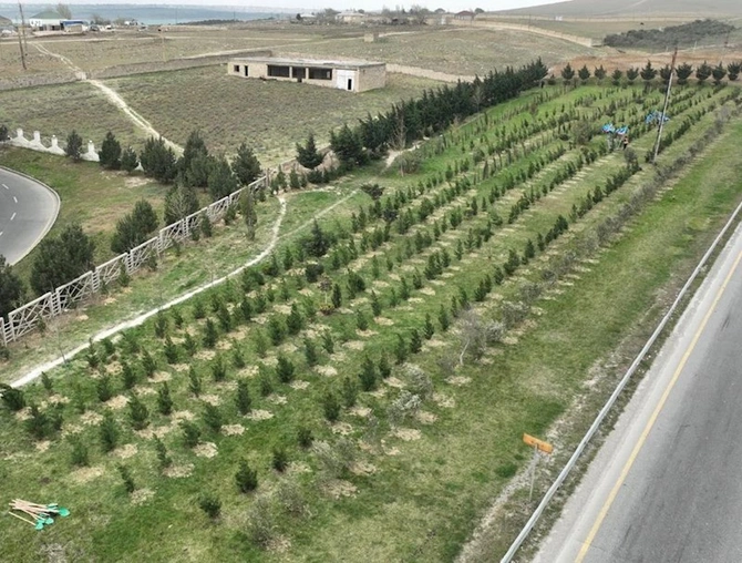 Abşeron rayonunda “Heydər Əliyev İli” çərçivəsində ağacəkmə aksiyası keçirilib — FOTOLAR