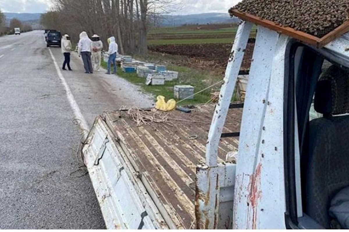Arılarla dolu yük maşını aşdı — FOTO