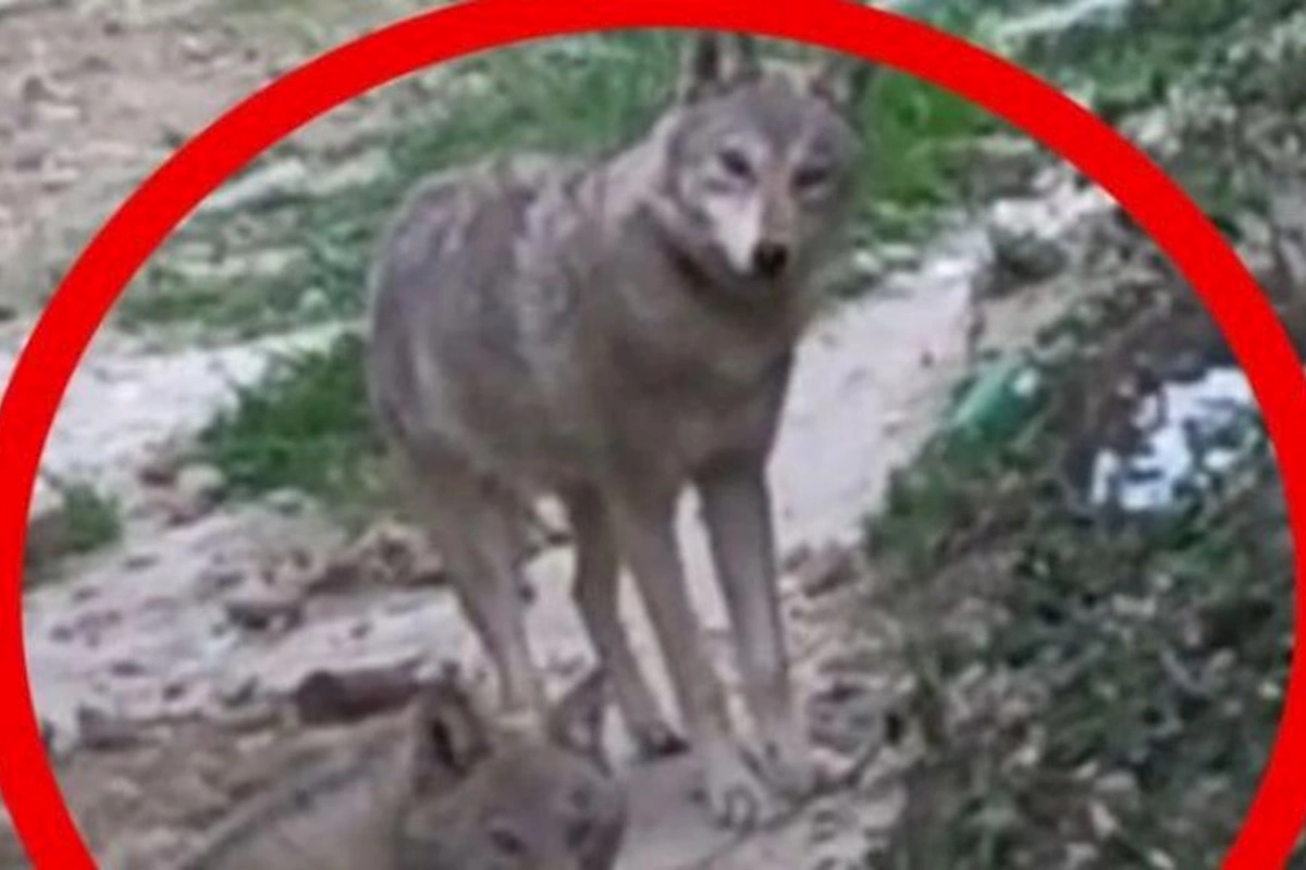 Abşeronda canavarlar PEYDA OLDU — VİDEO