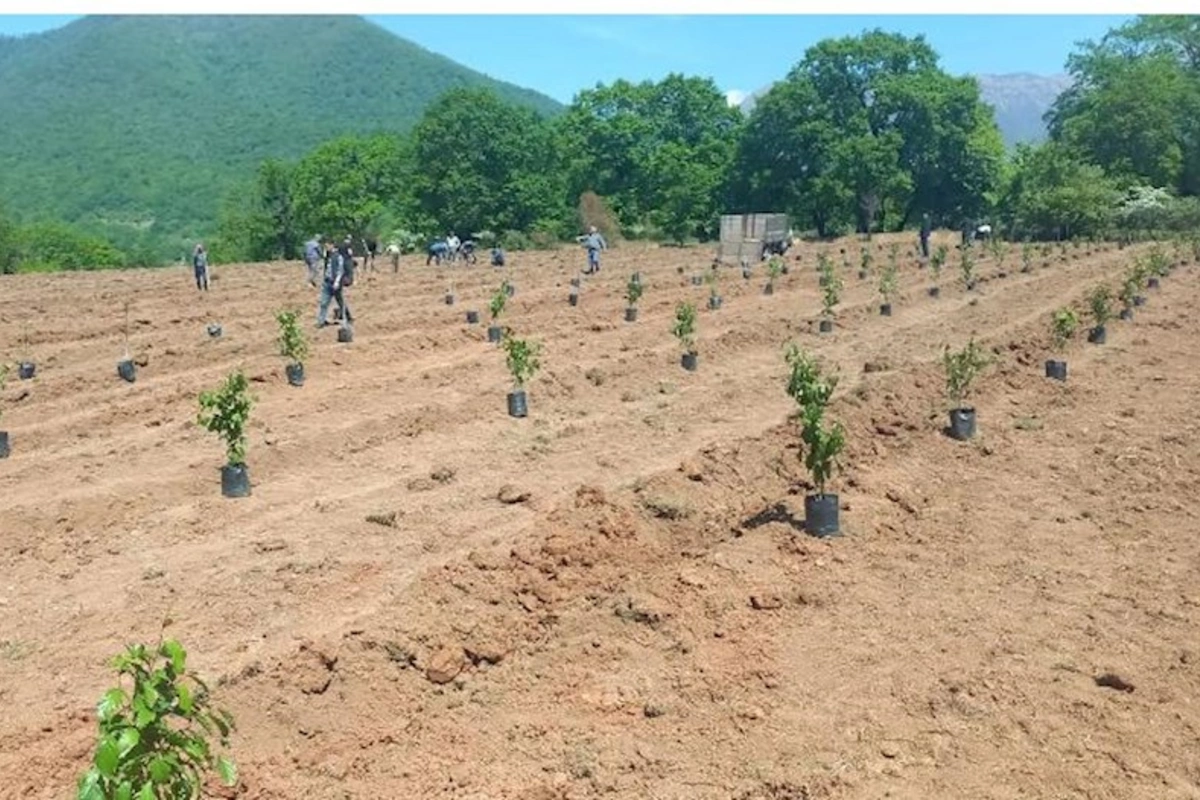 Növbəti ağacəkmə aksiyası və balıq buraxılışı tədbirləri keçirilib — FOTOLAR