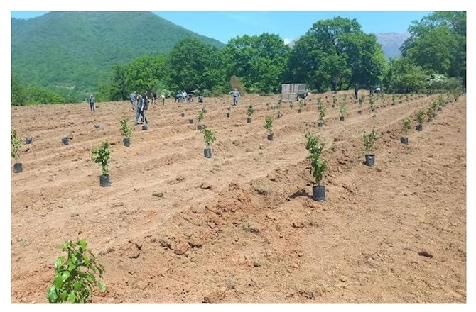 Növbəti ağacəkmə aksiyası və balıq buraxılışı tədbirləri keçirildi — FOTOLAR