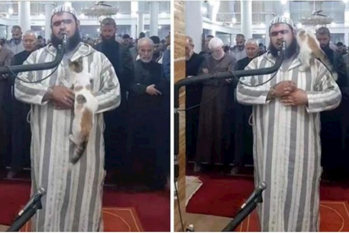 Namaz qılarkən üstünə atılan pişik gündəm oldu — VİDEO