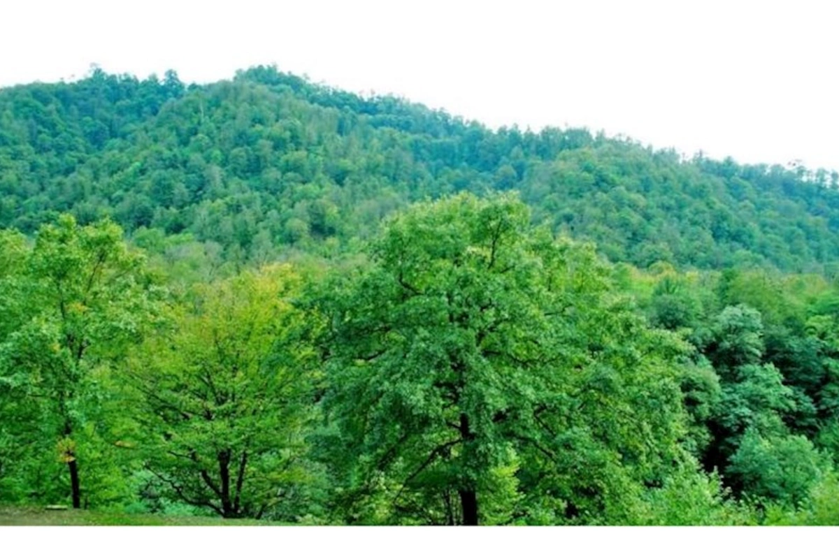 Azərbaycanda bu ərazilərdə meşə salınır — RƏSMİ (FOTOLAR)