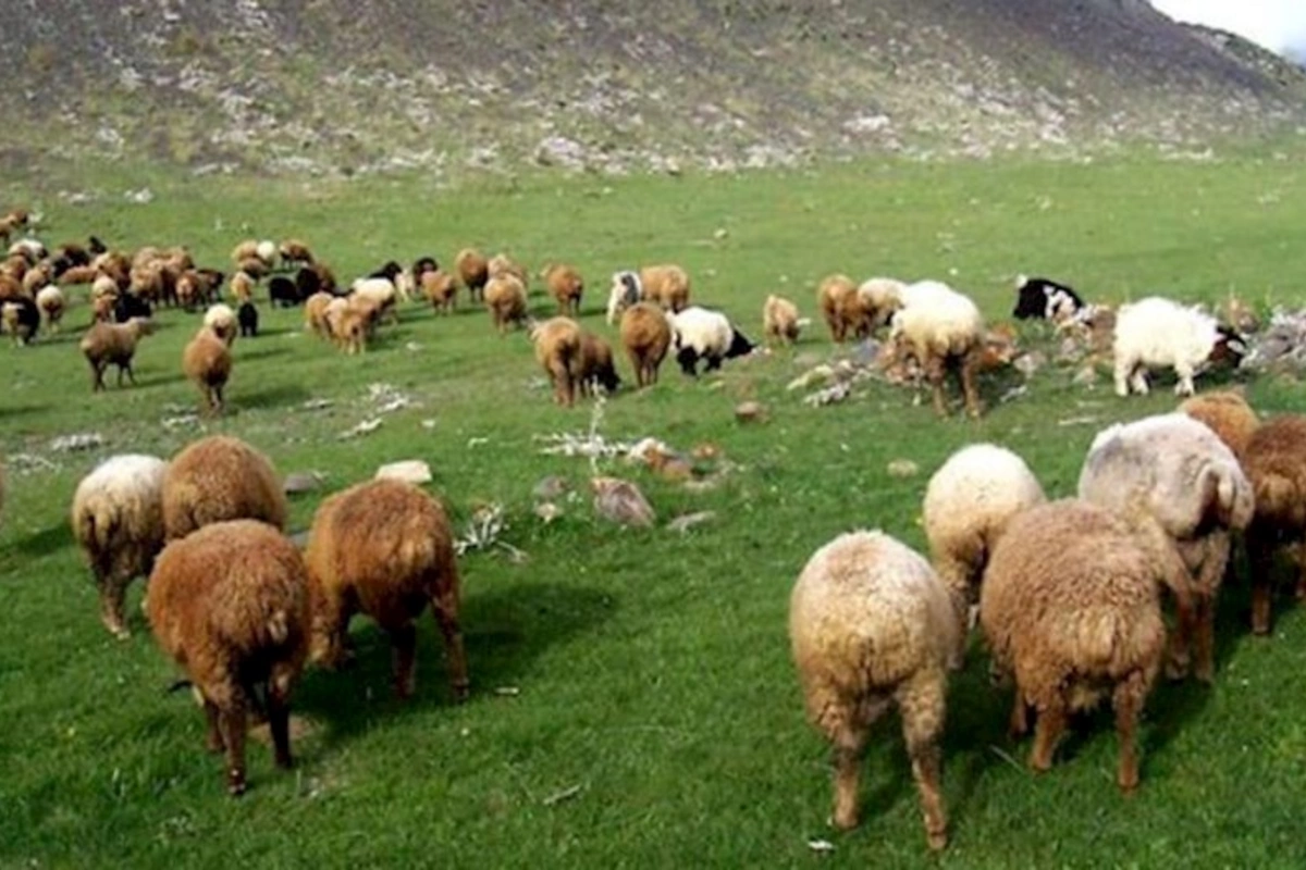 Xırdabuynuzlu heyvanları oğurlayan şəxs saxlanıb
