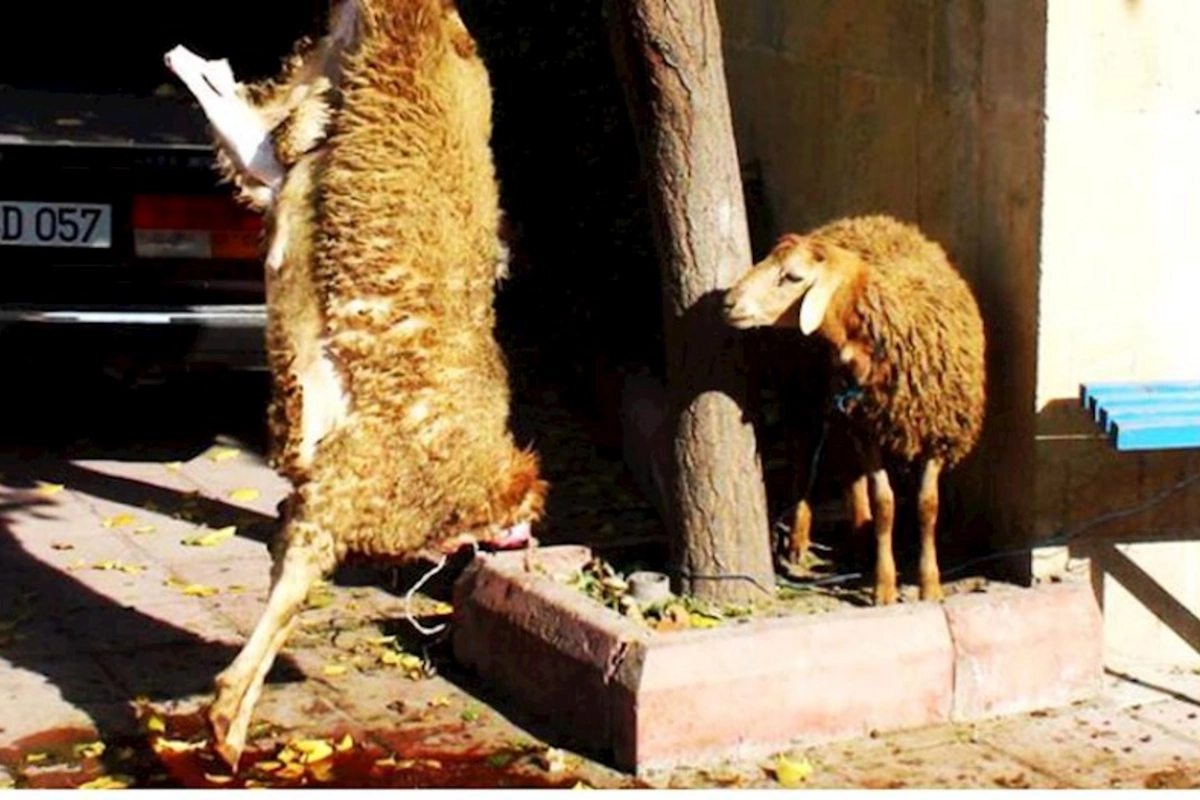 Quduz qoyunları kəsib ailəsinə qonaqlıq verdi — Şabranda DƏHŞƏT