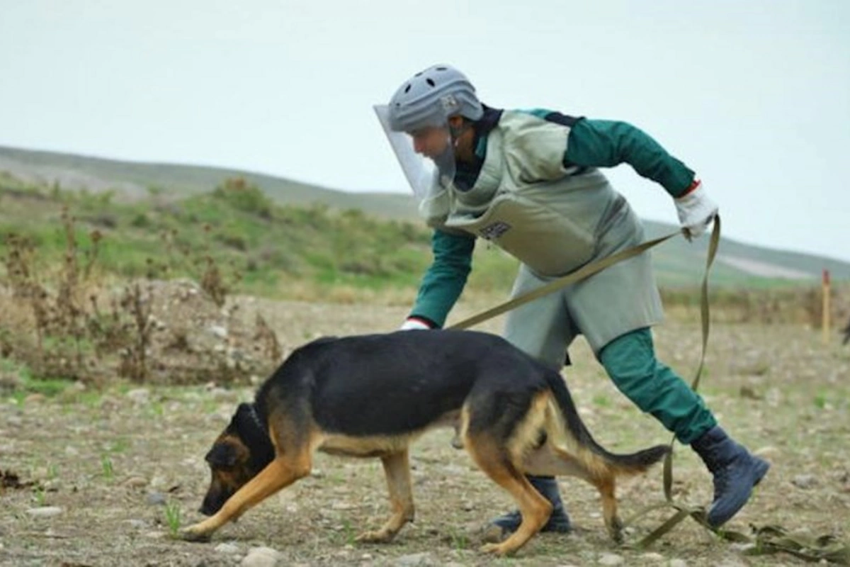 Azərbaycana daha 5 minaaxtaran it gətirildi — FOTO