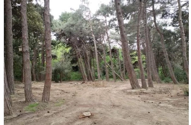 Nəbatat bağına 25 milyon manat ayrılsa da... — FOTOLAR Nəbatat bağına 25 milyon manat ayrılsa da... — FOTOLAR