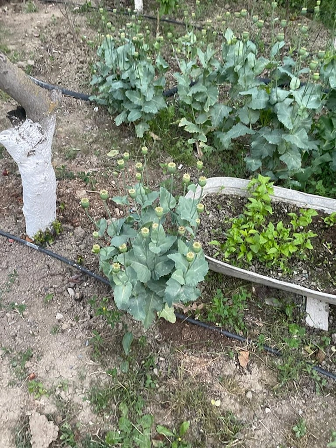 Hacıqabulda həyətində xaşxaş yetişdirən şəxs saxlanılıb — FOTO