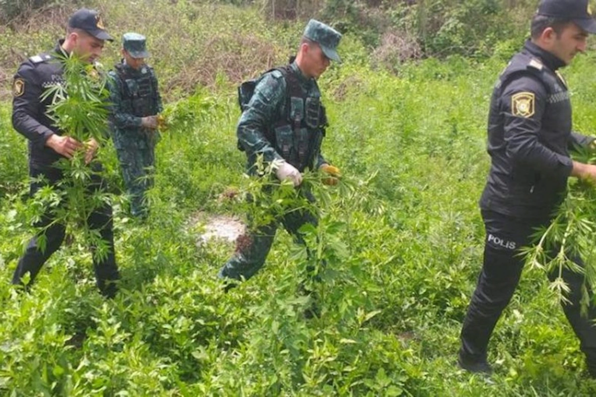 Zəngilanda yabanı halda bitən çətənə bitkisi yandırılaraq məhv edilib