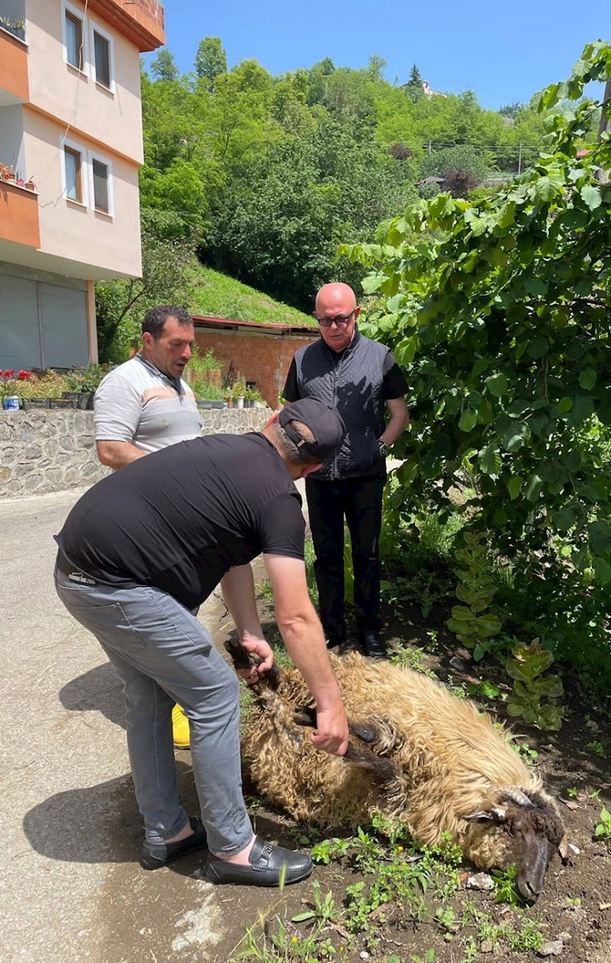 Keçmiş komitə sədri Ərdoğanın qələbəsi şərəfinə qurban kəsdi — FOTOLAR Keçmiş komitə sədri Ərdoğanın qələbəsi şərəfinə qurban kəsdi — FOTOLAR