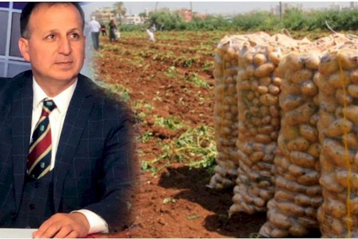 Rayonda su qiymətinə olan kartof Bakıda od qiymətinə: “O məmurlar bilmir ki...”
