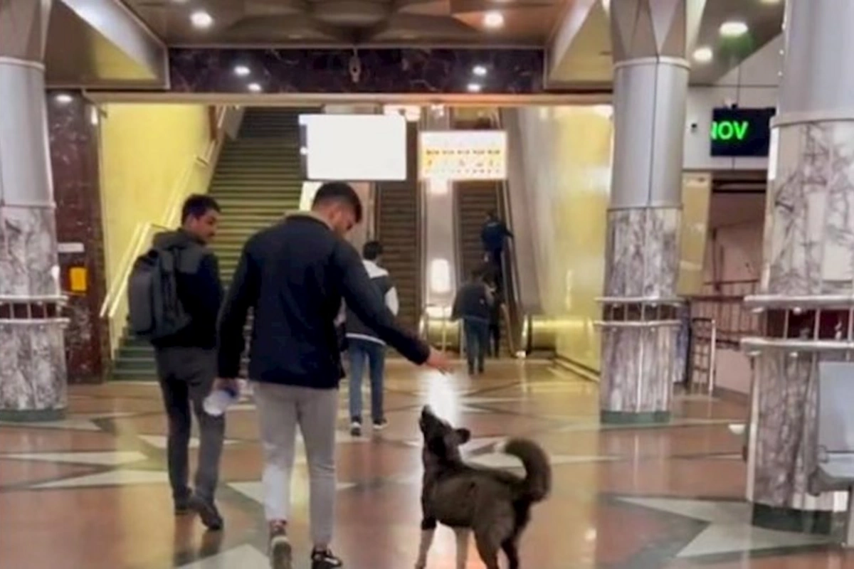Bakı metrosunda sahibsiz it — VİDEO