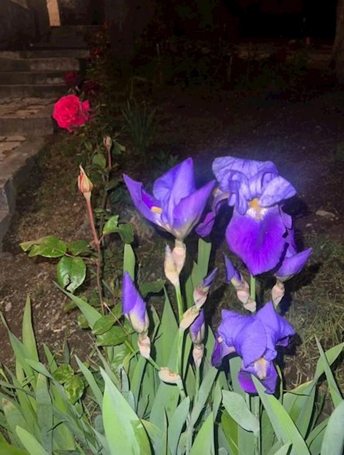 Leyla Əliyeva Mehmandarovların malikanə kompleksində — FOTOLAR
