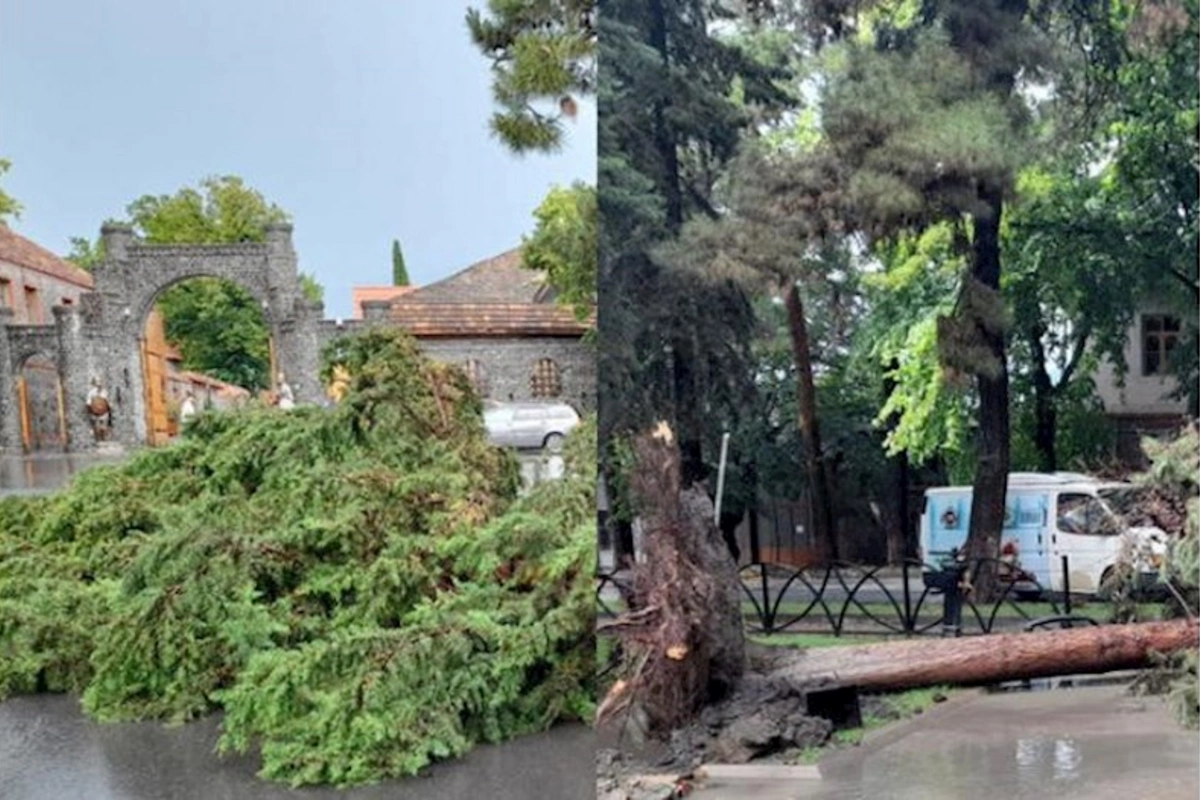 Qaxda güclü külək istirahət parkında ağacları aşırdı — FOTOLAR