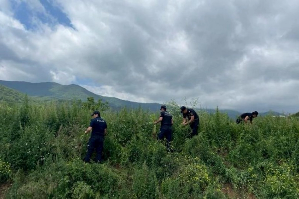 Xocavənddə 1,5 ton narkotik tərkibli bitki məhv edilib — FOTO