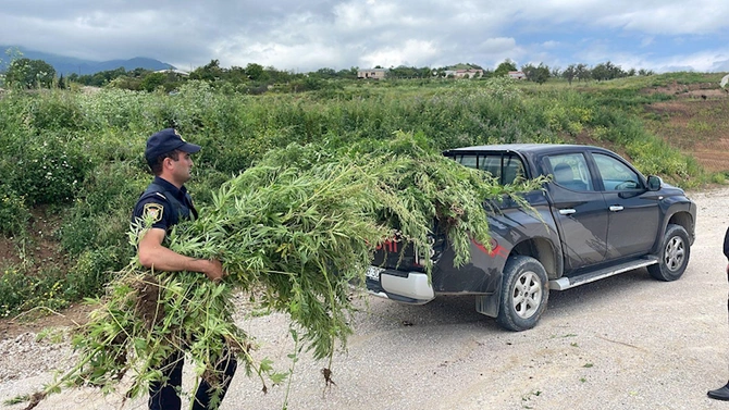 Xocavənddə 1,5 ton narkotik tərkibli bitki məhv edilib — FOTO
