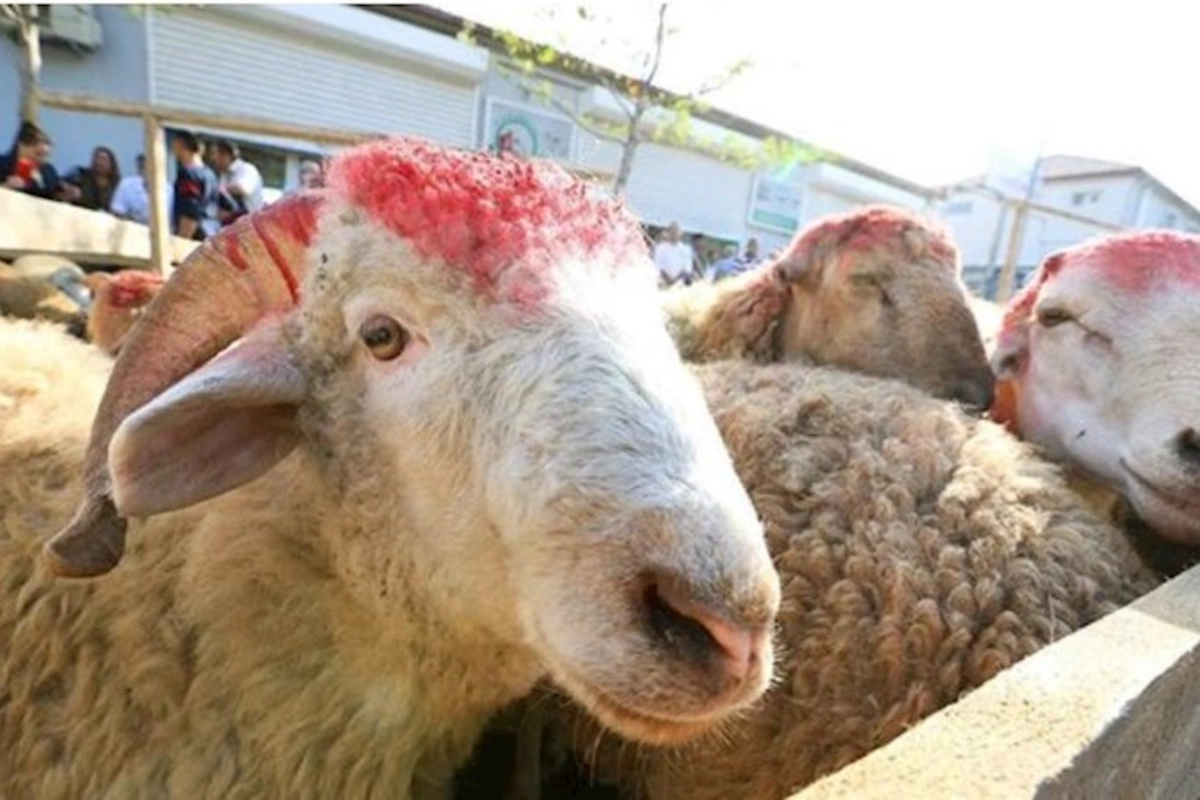Qurbanlıq heyvanlar kəskin bahalaşdı — QİYMƏTLƏR (VİDEO)