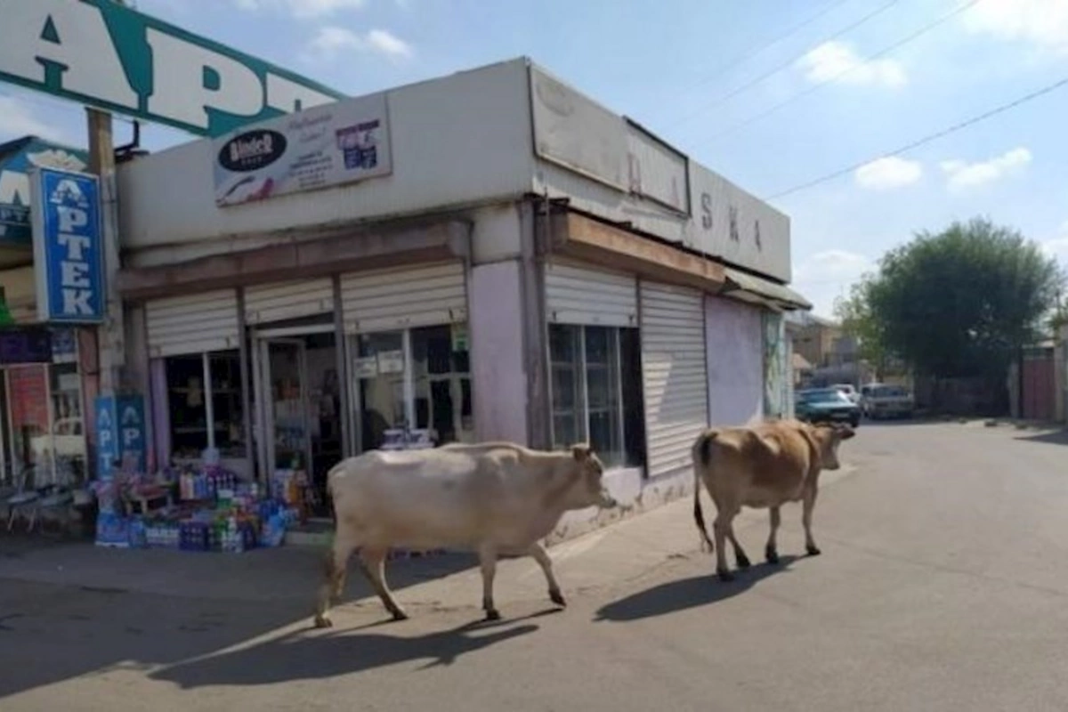 İnəklər ac olduğu üçün rayon mərkəzlərinə də gəlir — İqtisadçı