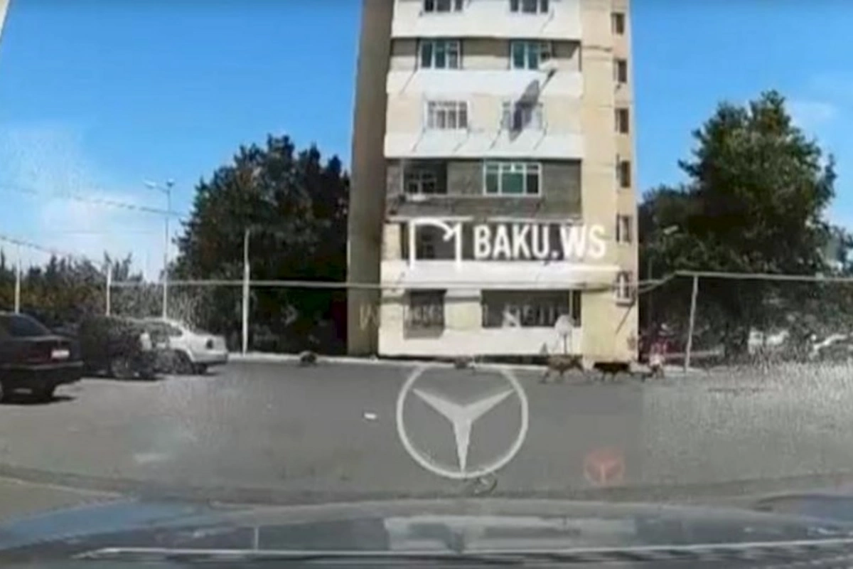 Bakıda sahibsiz itlər azyaşlıya belə hücum etdilər — ANBAAN VİDEO