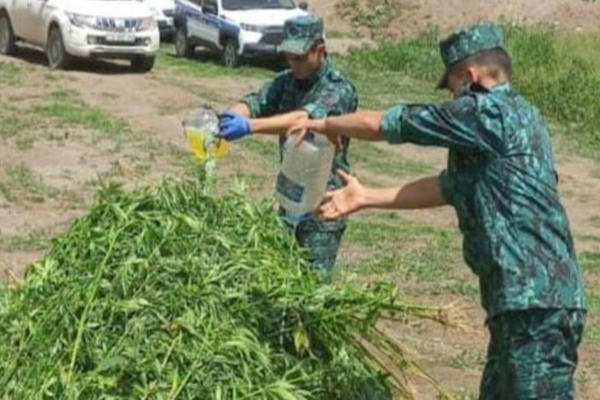 Laçında bir tondan artıq çətənə kolu məhv edilib