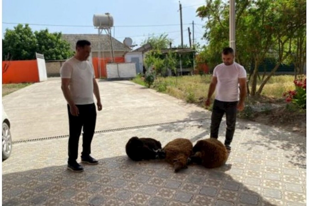 Elman Nəsirov Ərdoğanın qələbəsi münasibətilə qurban kəsdi: Tutduğum sözün üstündə durdum...