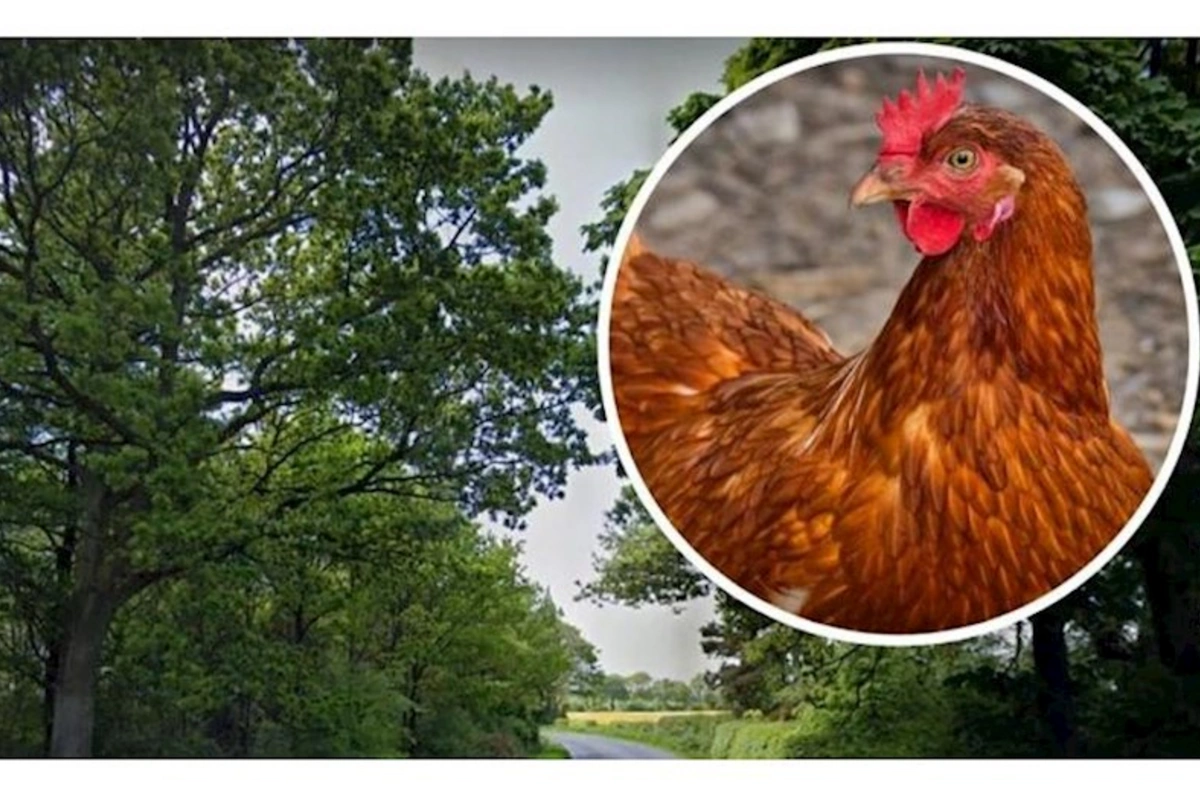 Toyuqlar üçün yeraltı keçid TİKİLƏCƏK