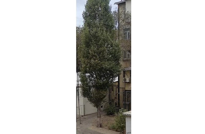 Bakının bu ərazisində tikinti şirkəti ağacları kəsdi — FOTO
